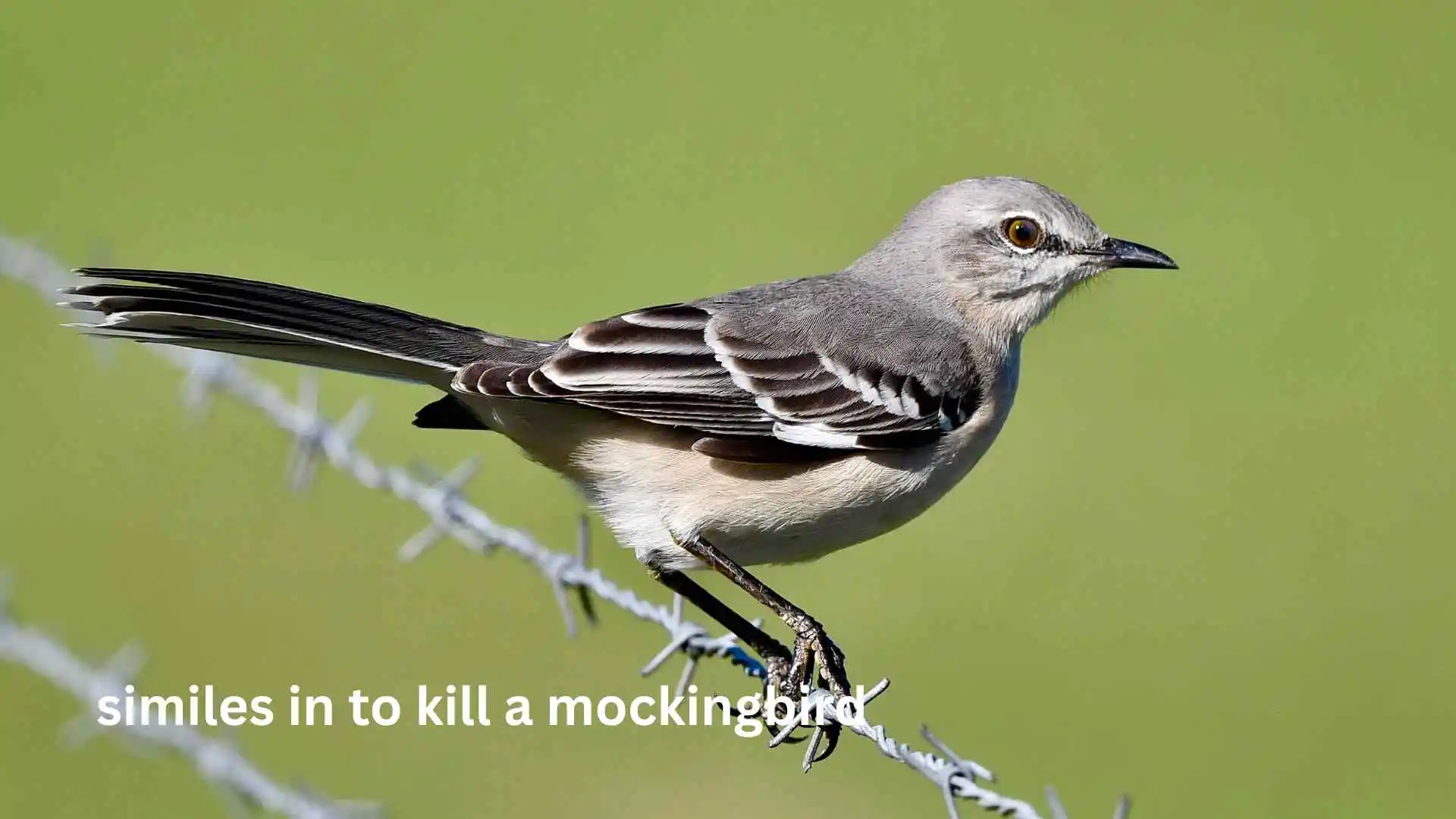 Deep Similes in To Kill a Mockingbird Understanding Innocence, Justice, and Humanity