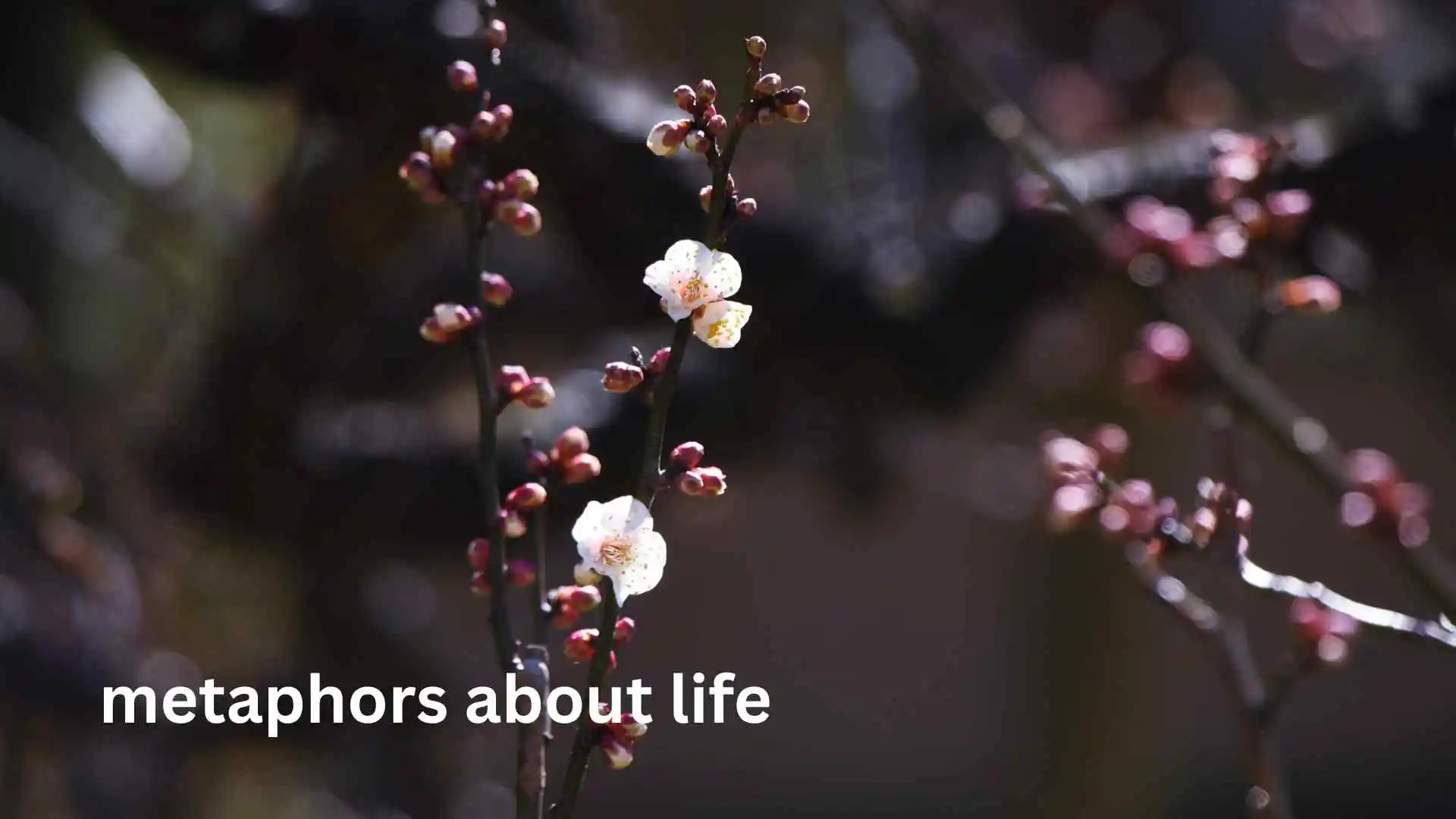 Metaphors About Life | Deep Comparisons That Make You Think for 2026