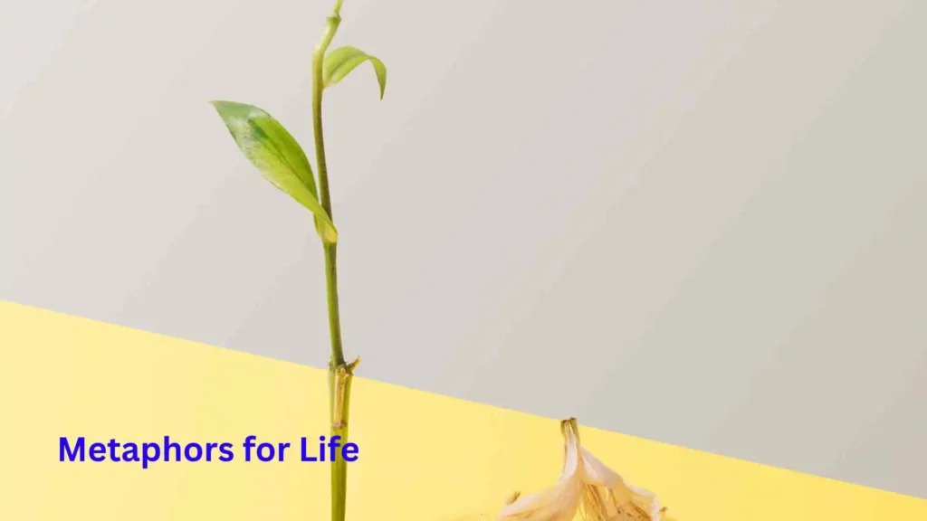 Metaphors for Life